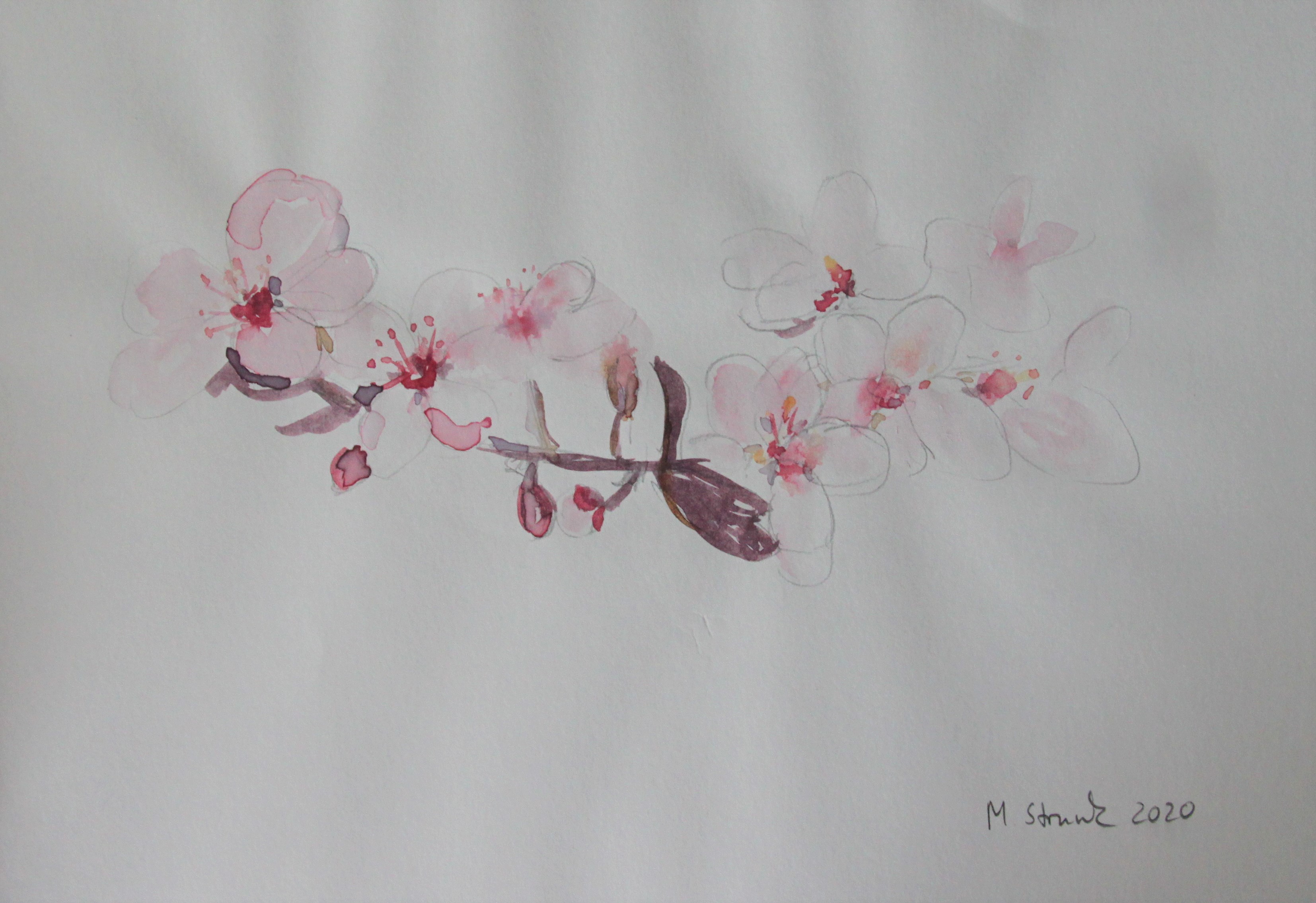 Kirschblüten, Aquarell auf Papier -Moll Art Düsseldorf Angermund